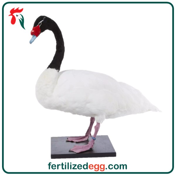 تخم نطفه دار قو گردن مشکی 